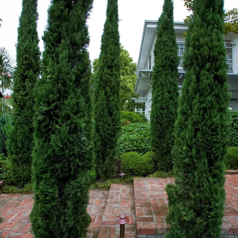 Blue Italian Cypress (Cupressus sempervirens) Columnar Evergreen Tree