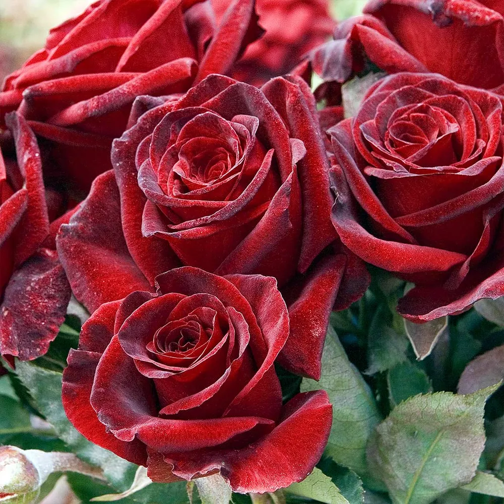 Bloomables® Black Baccara® Rose - Dark Hybrid Tea Rose Bush 1