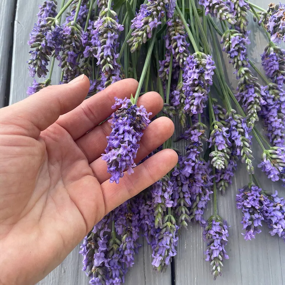 Aromatic Lavender Plant for Indoor and Outdoor Gardening 2