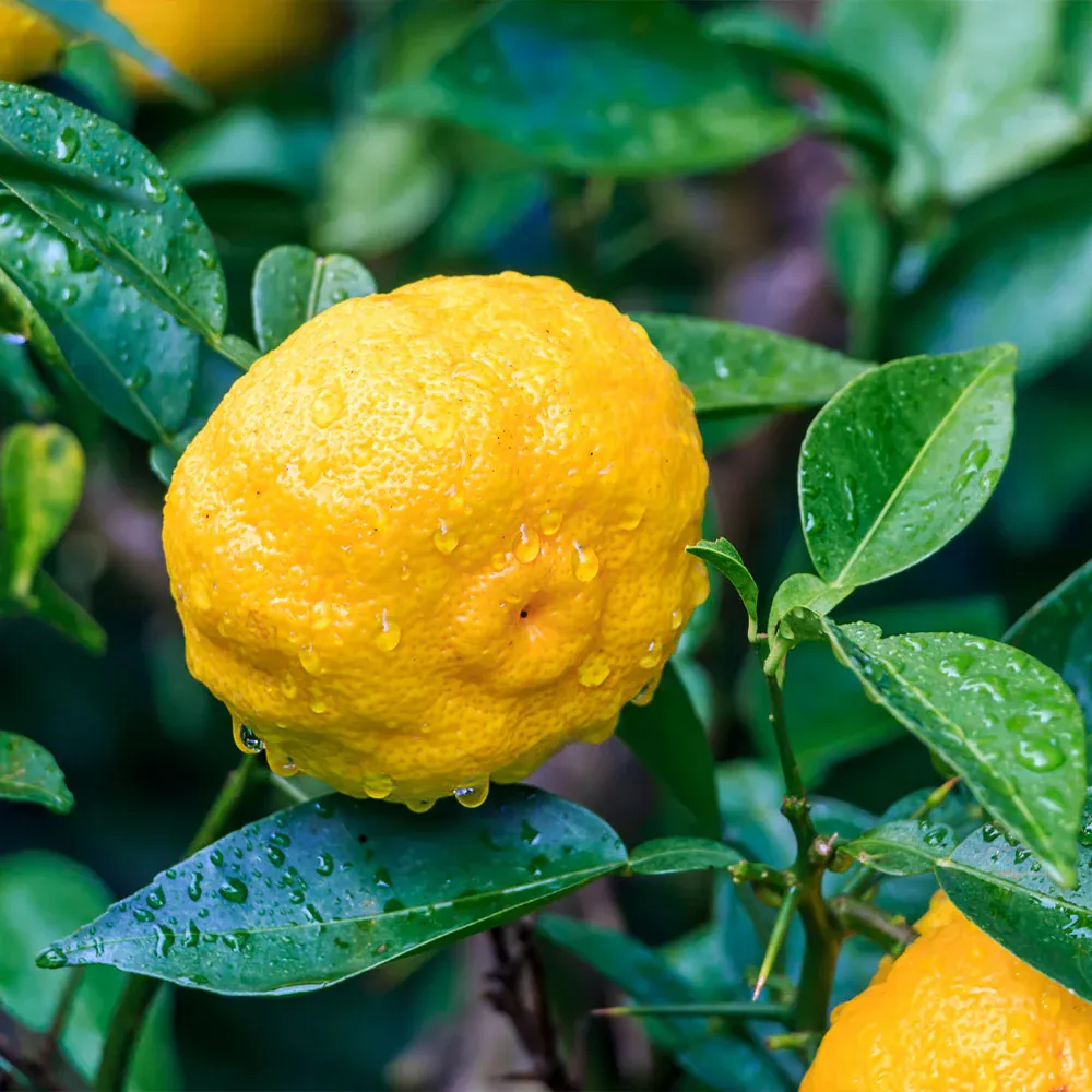 Yuzu Tree Citrus Junos Live Fruit Plant 3