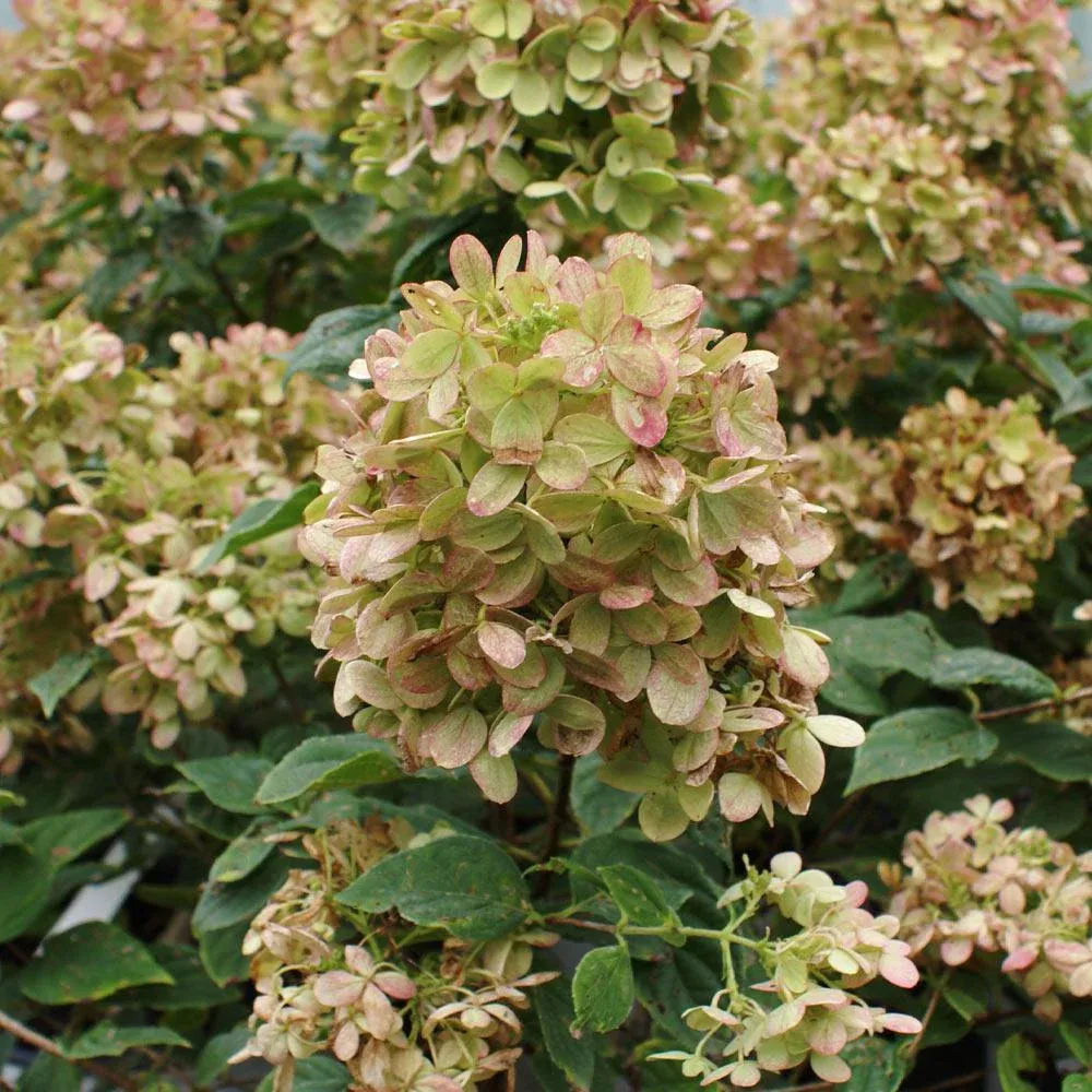 Proven Winners® Limelight Hydrangea Shrub - Hardy Panicle Hydrangea 4