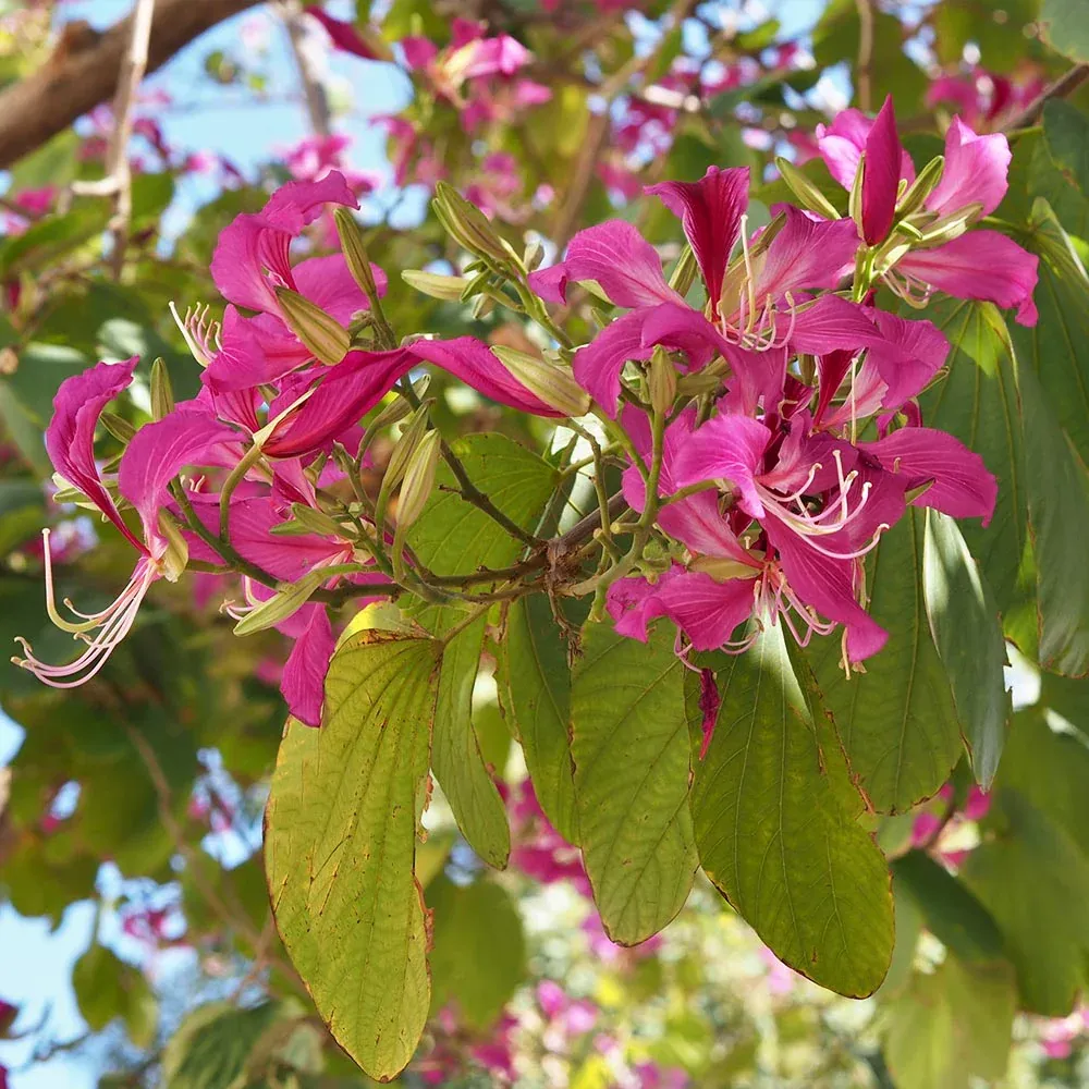 Hong Kong Orchid Tree (Bauhinia blakeana) Ornamental Flowering Tree 4