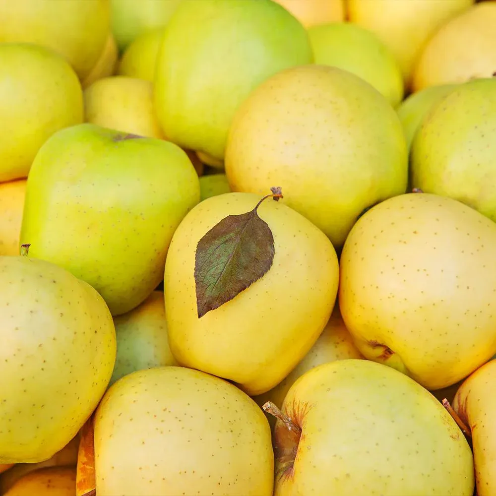 Mutsu (Crispin) Apple Tree - Large Crisp Yellow-Green Fruit Variety 1