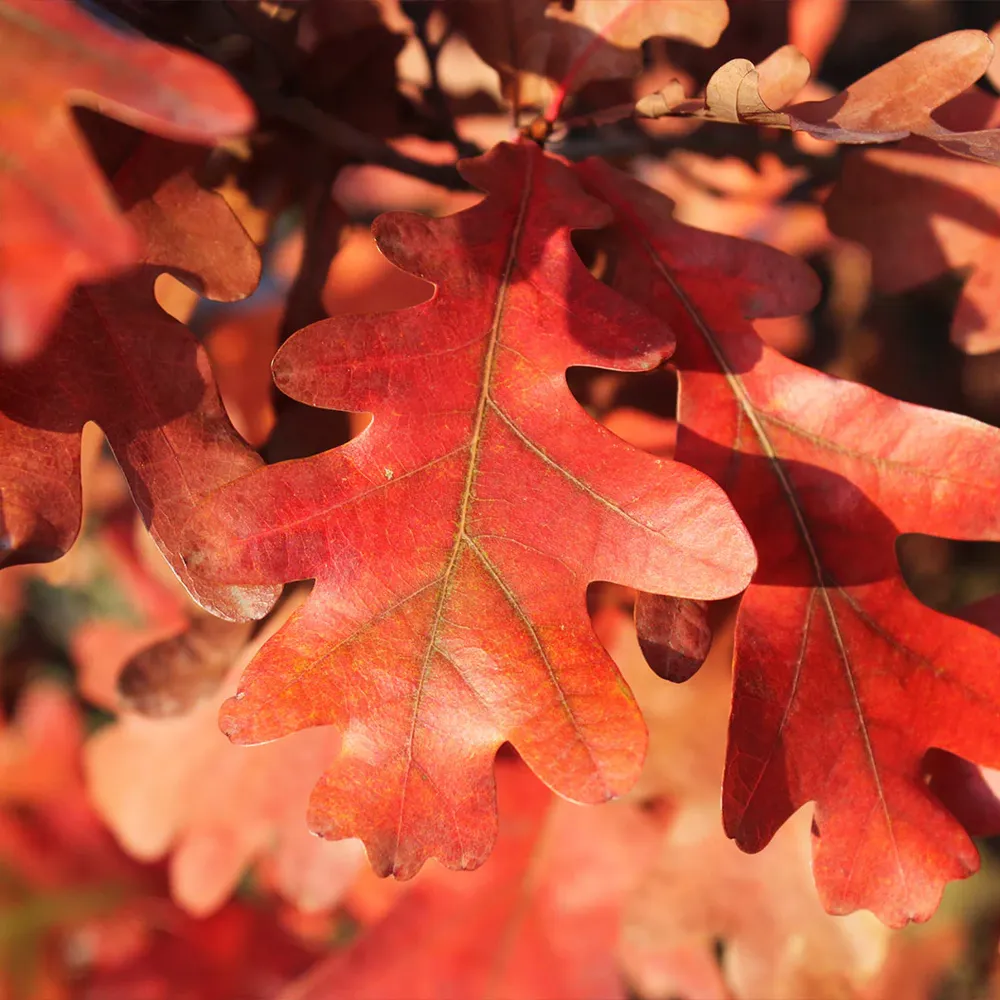 Crimson Spire™ Oak Tree - Columnar Deciduous Landscape Specimen 1