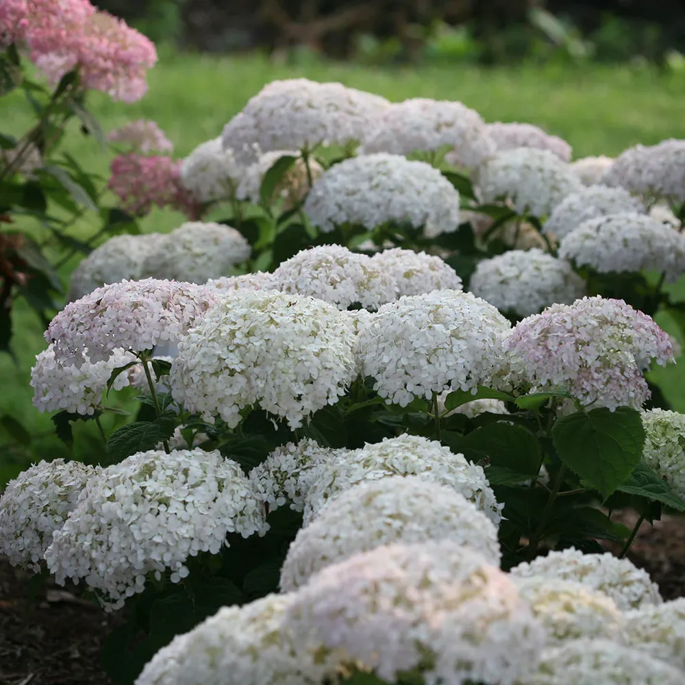 Invincibelle Wee White® Hydrangea - Compact Reblooming Shrub 2