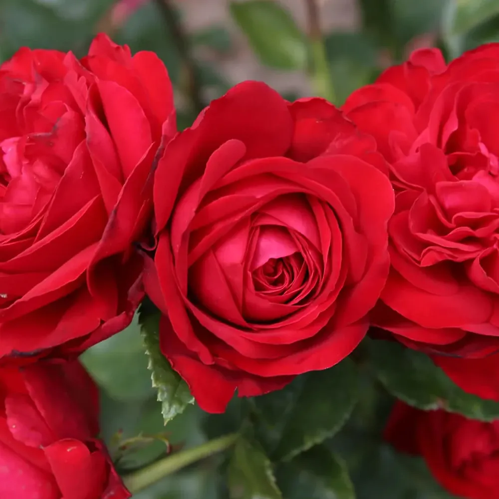 Hardy Rose Shrub for Garden Landscaping 1