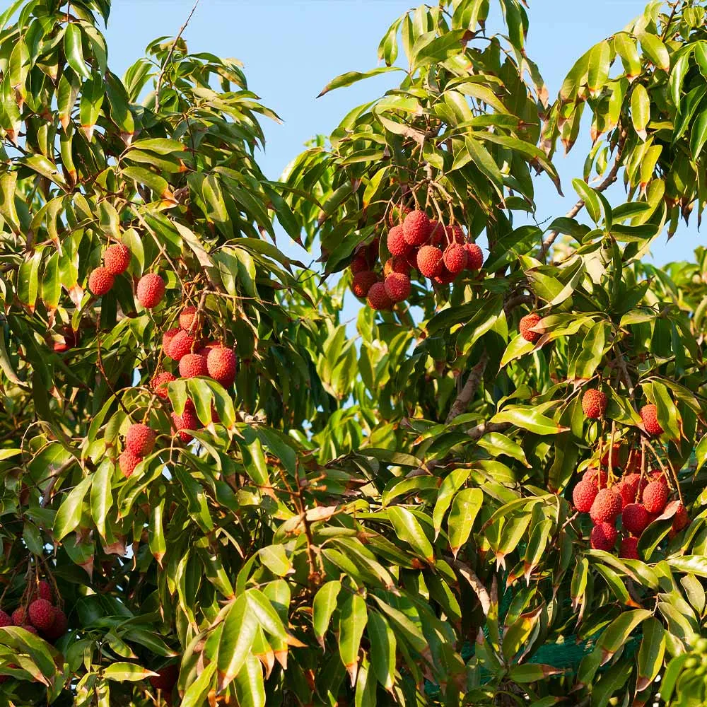Sweetheart Lychee Fresh Tropical Fruit