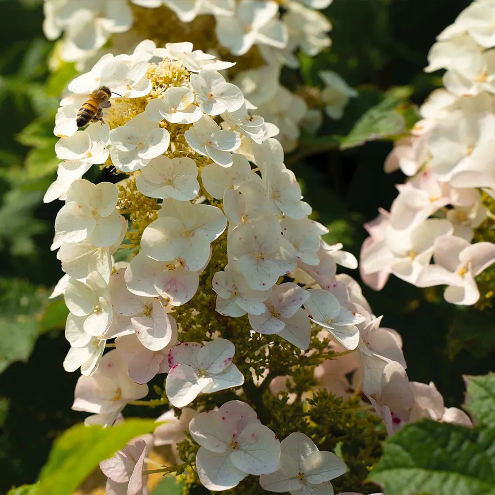Lil' Annie Oakleaf Hydrangea Compact Deciduous Flowering Shrub 2