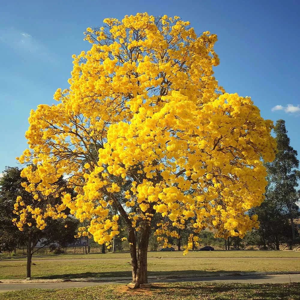 Yellow Trumpet Tree (Handroanthus chrysanthus) Seeds for Tropical Landscaping