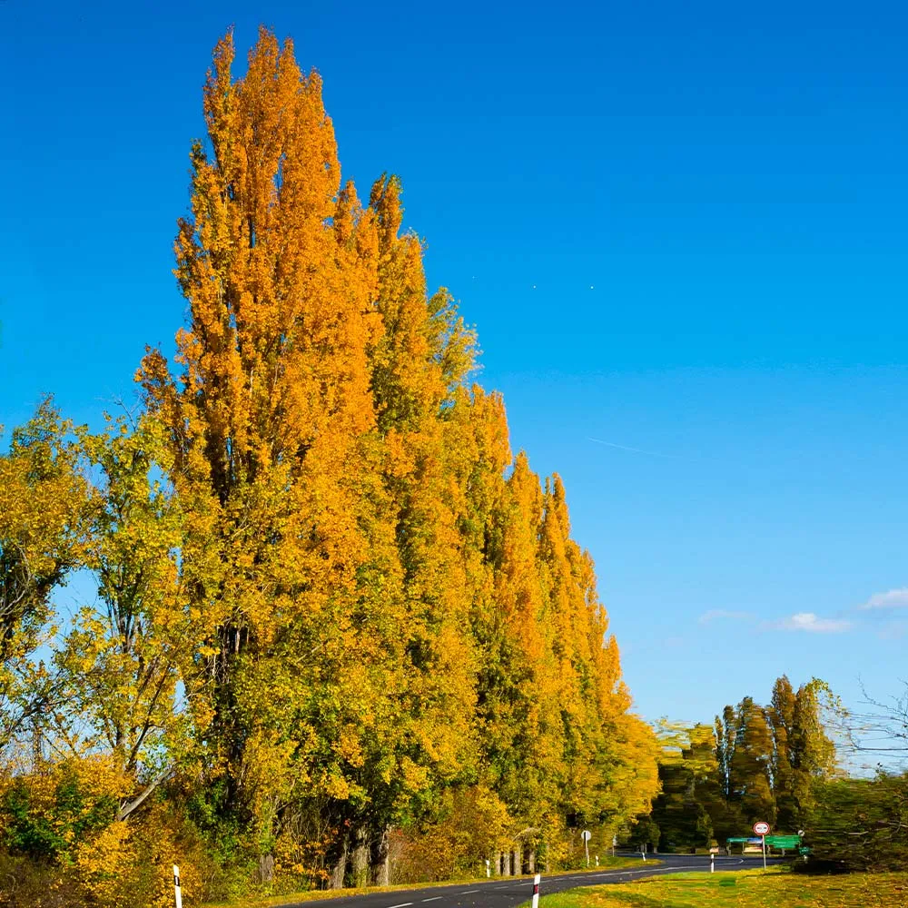 Lombardy Poplar Tree (Populus nigra 'Italica') - Columnar Deciduous Privacy Tree 2
