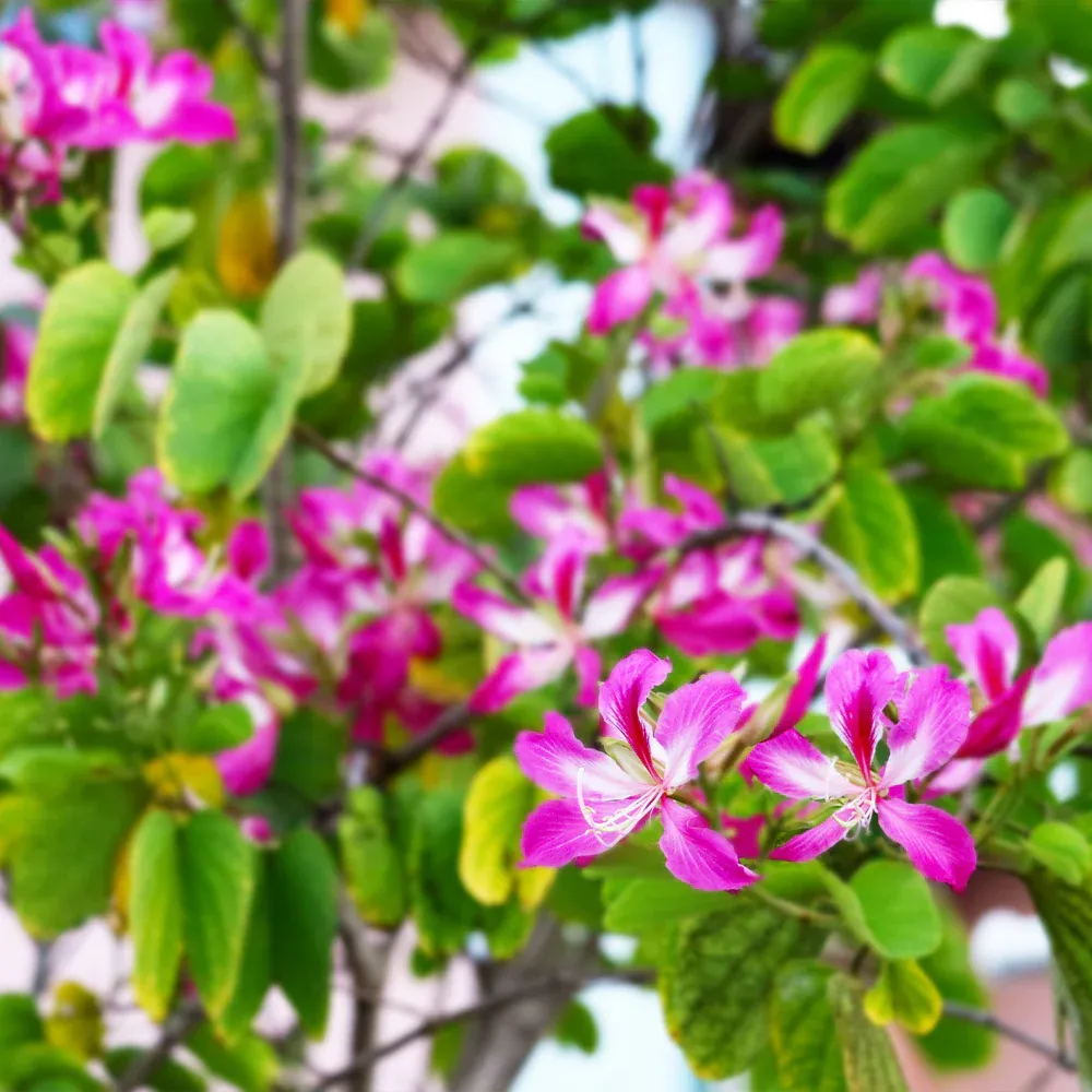 Hong Kong Orchid Tree (Bauhinia blakeana) Ornamental Flowering Tree 2