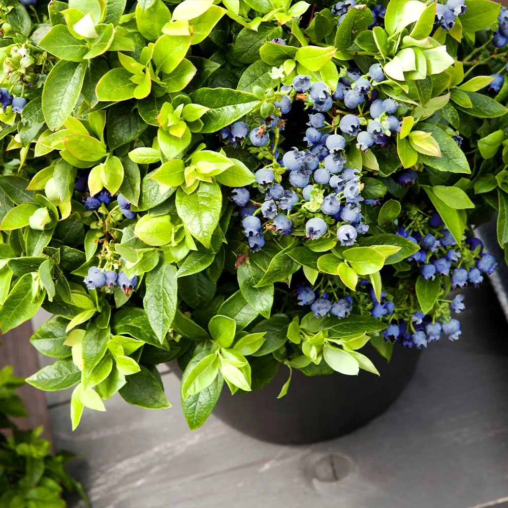 Bushel and Berry® Jelly Bean® Blueberry Bush - Compact Dwarf Fruit Shrub 1