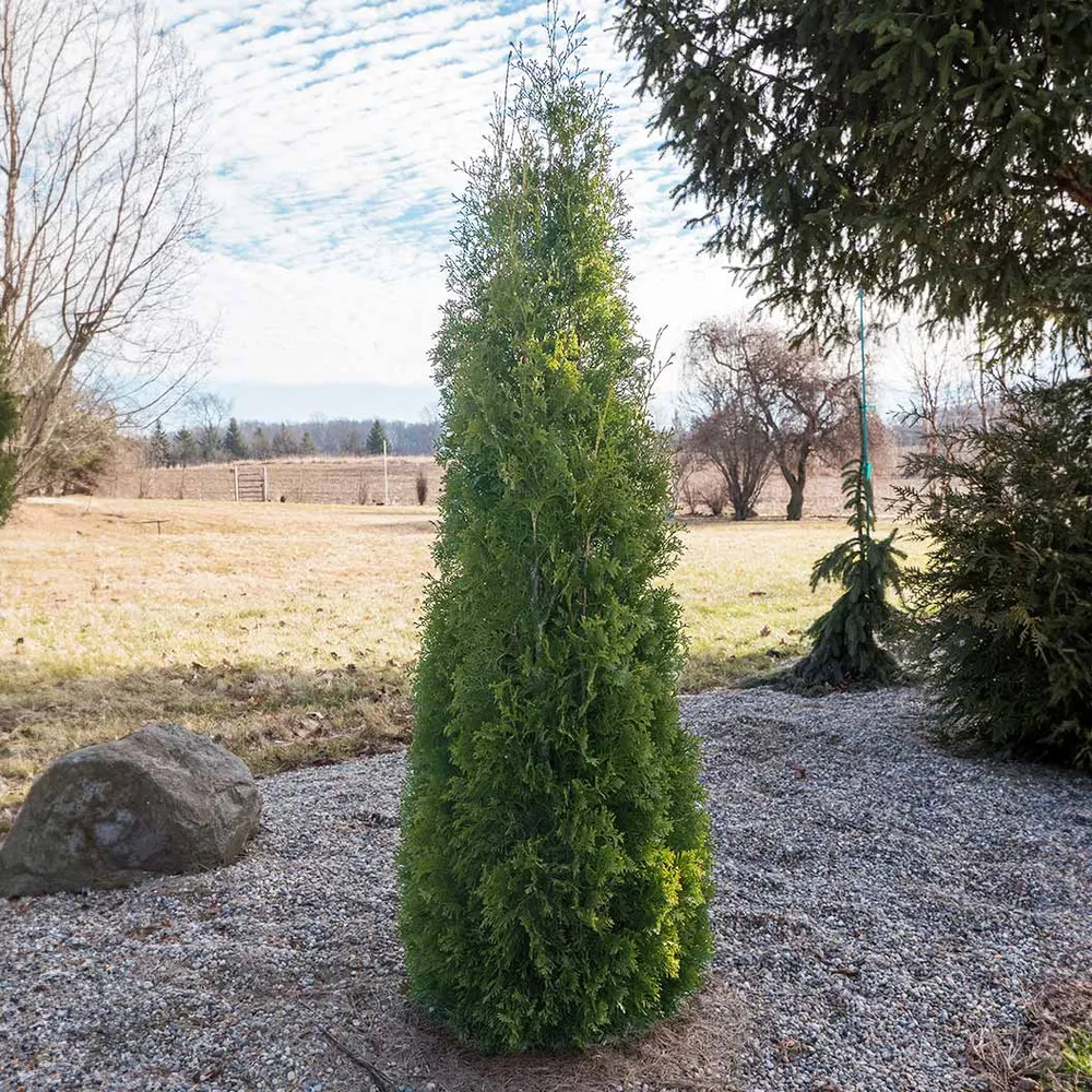 North Pole® Arborvitae (Thuja occidentalis) Columnar Evergreen Shrub