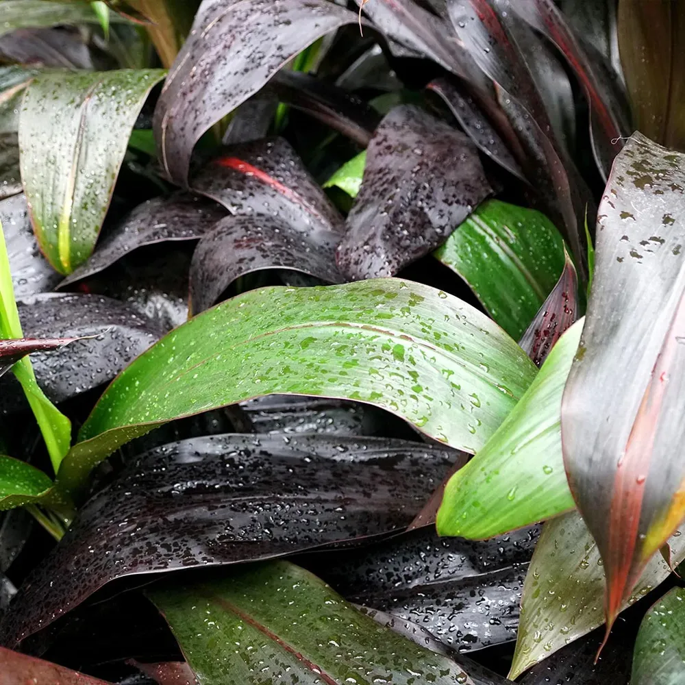 Black Magic Cordyline Plant - Deep Dark Foliage Ornamental Tropical Shrub 1