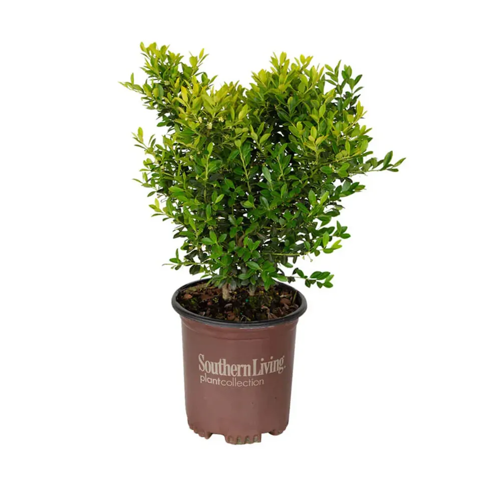 Touch of Gold® Holly Shrub - Variegated Evergreen Garden Plant 4