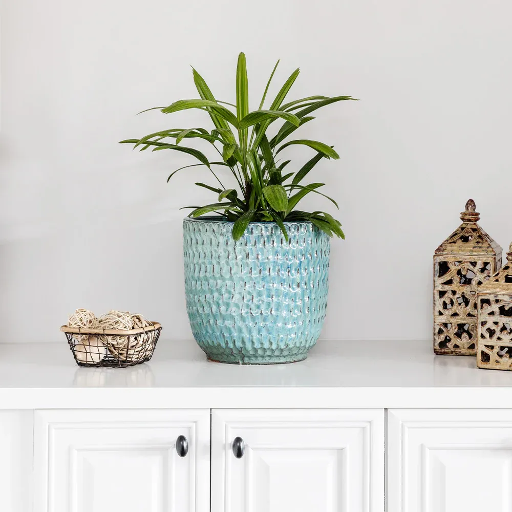 Lady Palm Tree (Rhapis Excelsa) Indoor Potted Plant 4