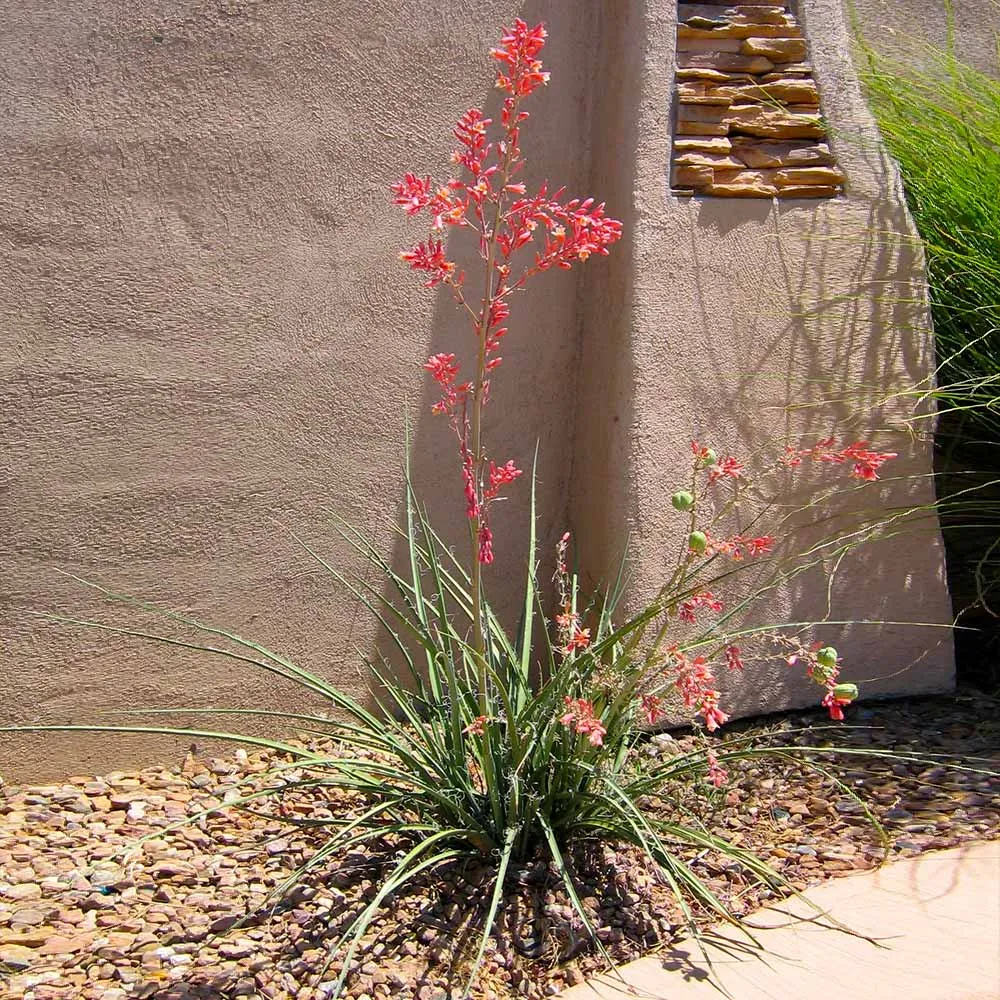 Red Yucca Plant (Hesperaloe parviflora) - Drought-Tolerant Evergreen Succulent