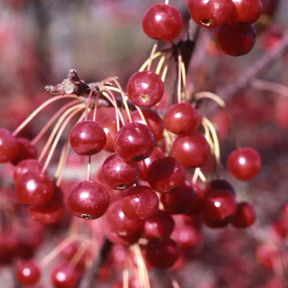 Red Jewel Crabapple Tree - Ornamental Deciduous Flowering Tree 2
