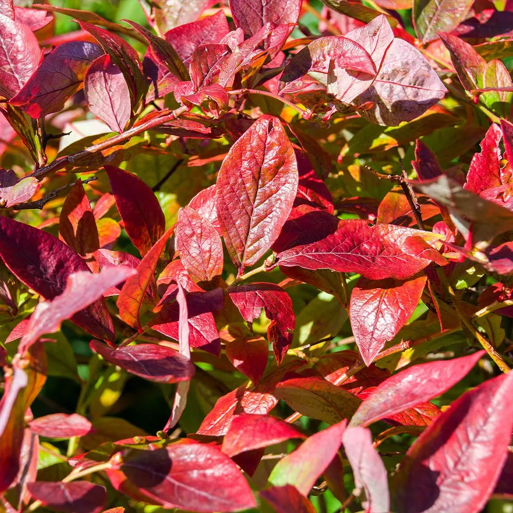 Brightwell Blueberry Bush - Rabbiteye Variety for Home Gardens 4