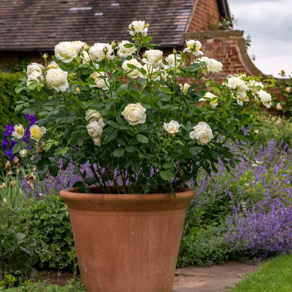 David Austin® Vanessa Bell® Rose Shrub - Pale Yellow English Shrub Rose 9