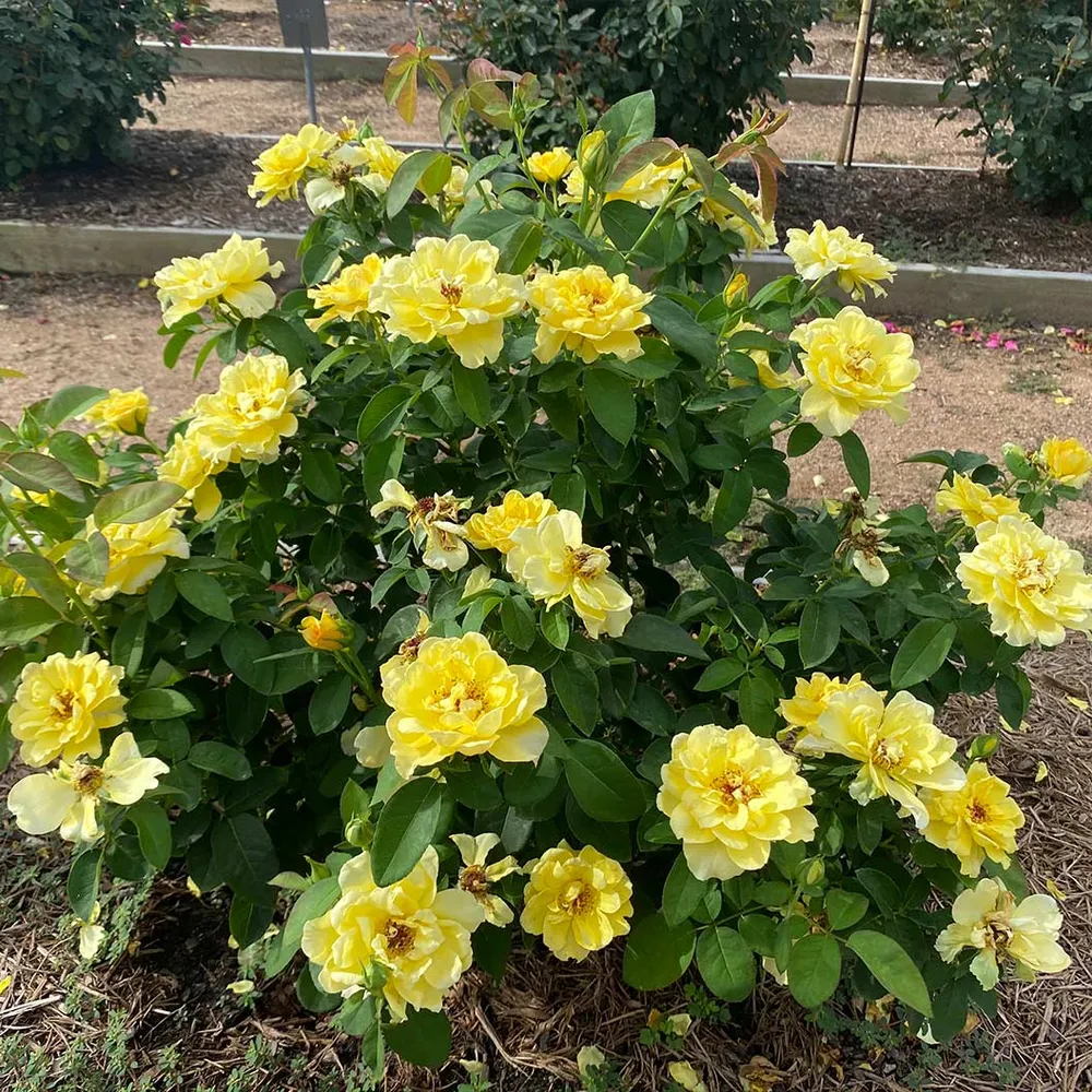 Bee Heaven™ Rose Shrub - Hardy Flowering Garden Plant 1