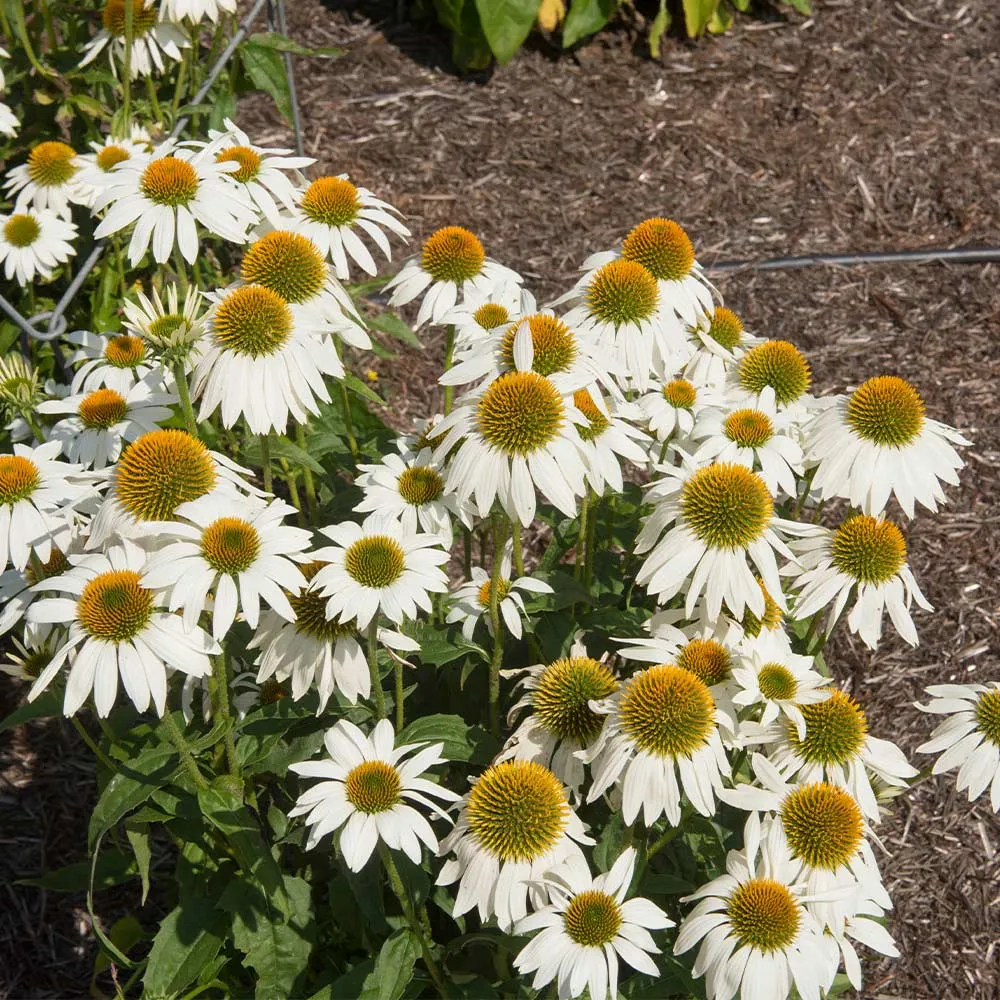 PowWow® White Coneflower (Echinacea) Hardy Perennial Garden Plant 1