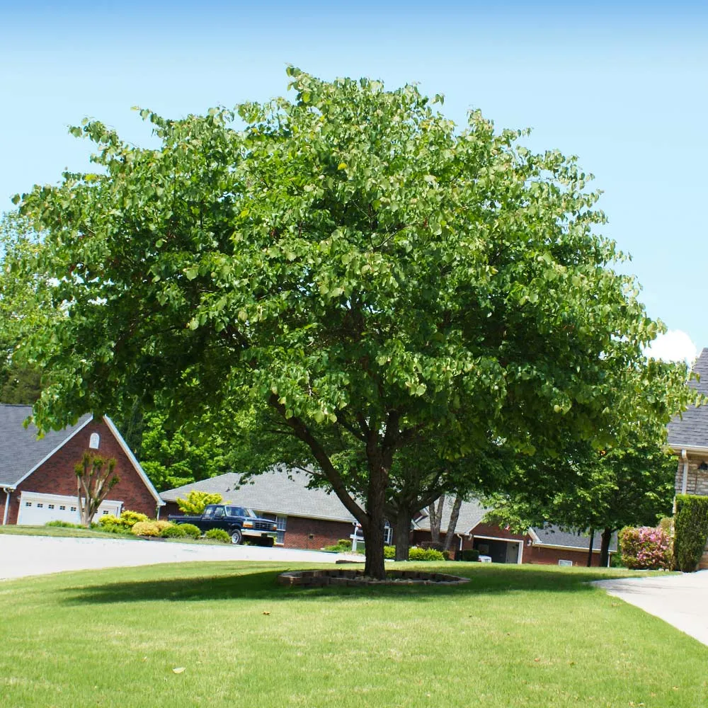 Eastern Redbud Tree (Cercis canadensis) - Ornamental Spring-Flowering Deciduous Tree 1