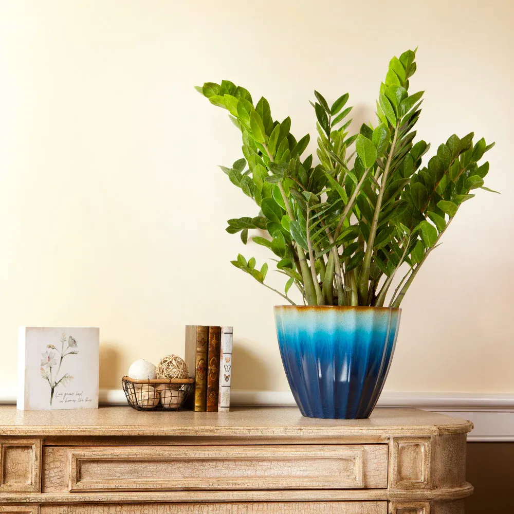 ZZ Plant (Zamioculcas Zamiifolia) Indoor Houseplant