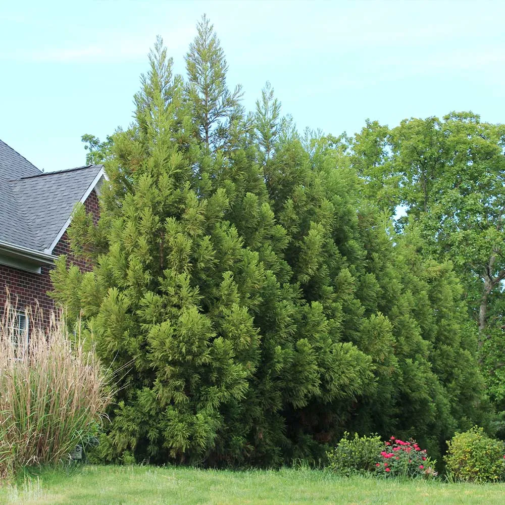 Yoshino Japanese Cedar Tree (Cryptomeria japonica)