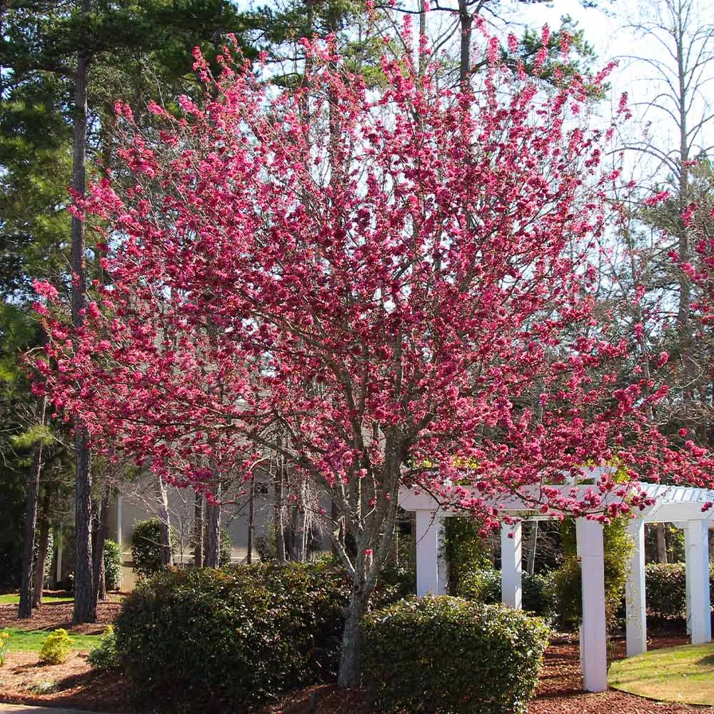 Robinson Crabapple Tree - Ornamental Flowering Deciduous Tree 3