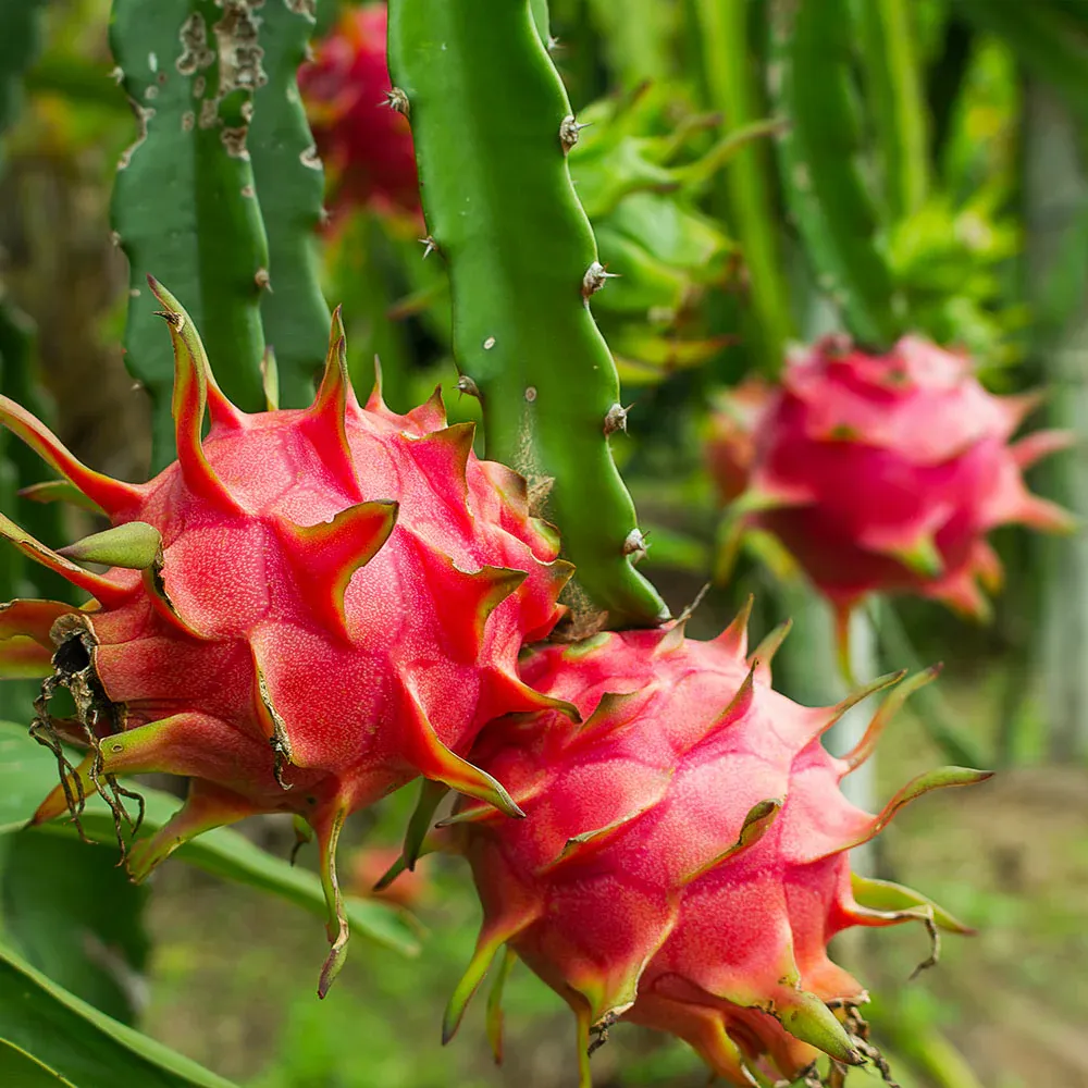 American Beauty Dragon Fruit Plant - Self-Fertile Pitaya Variety 2