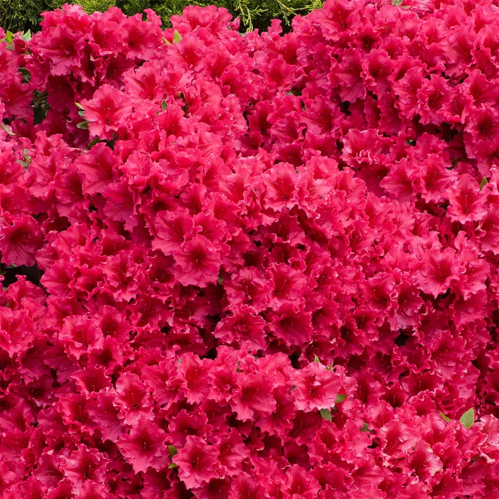 Red Ruffle Azalea Shrub - Vibrant Evergreen Flowering Landscape Plant 2