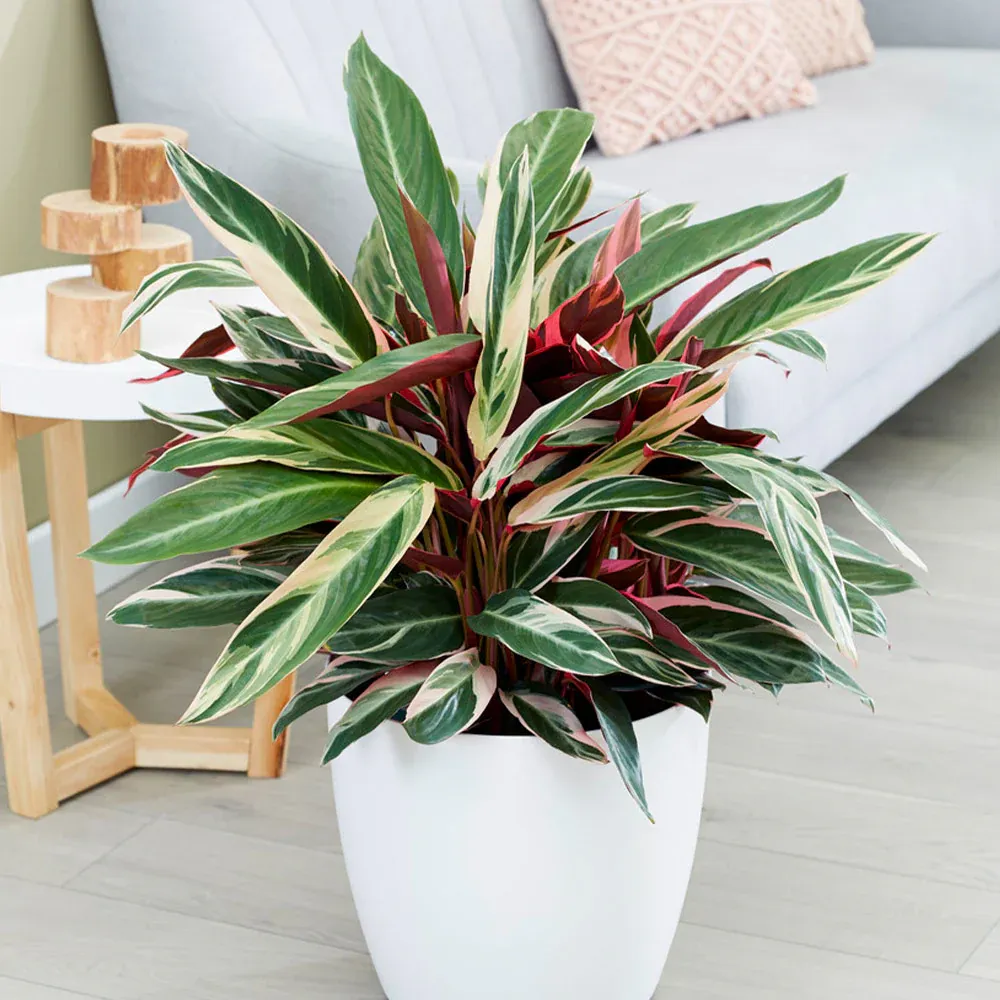 Tricolor Ginger Plant (Alpinia zerumbet 'Variegata') - Variegated Tropical Foliage 1