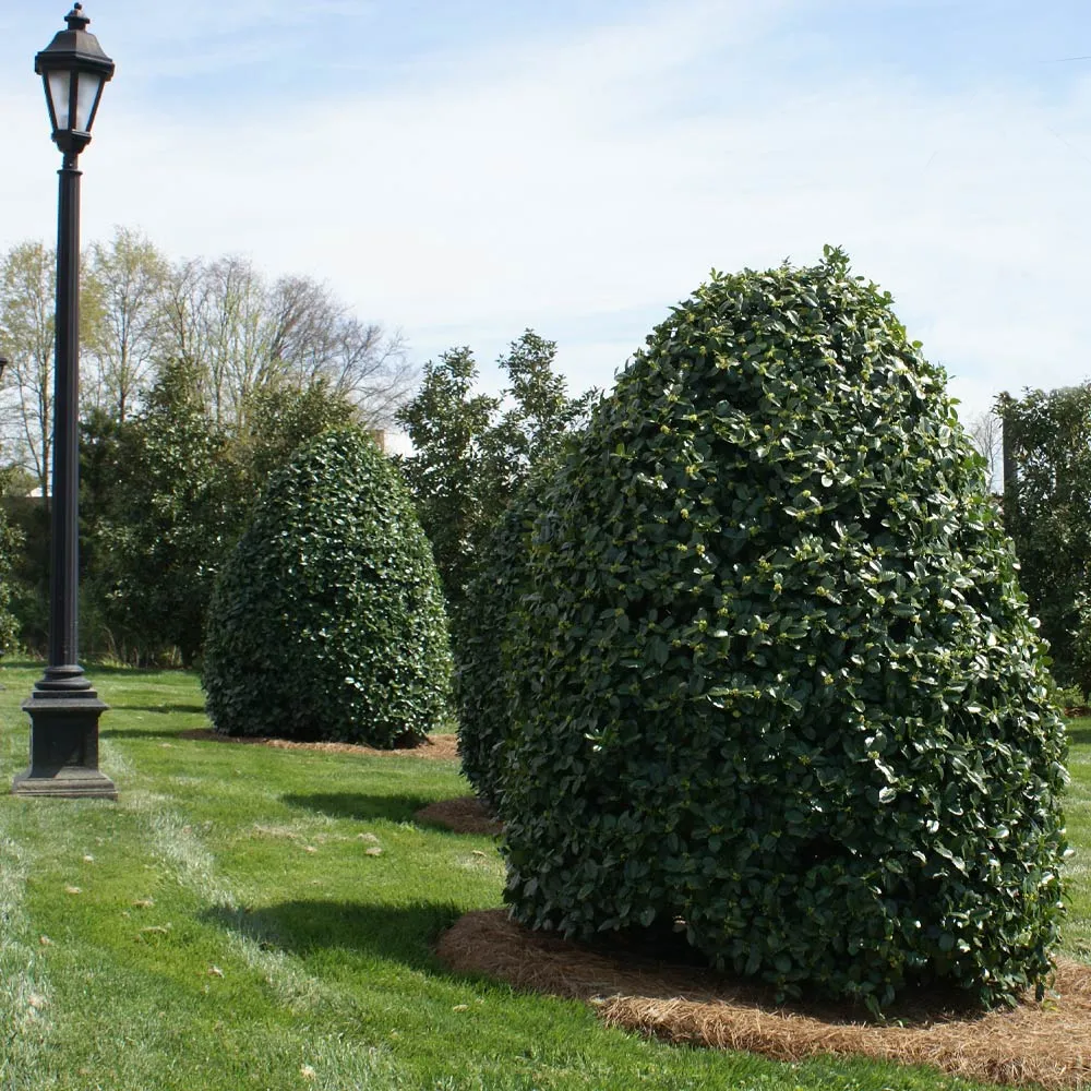 Oak Leaf Holly Tree - Ornamental Evergreen Landscape Shrub
