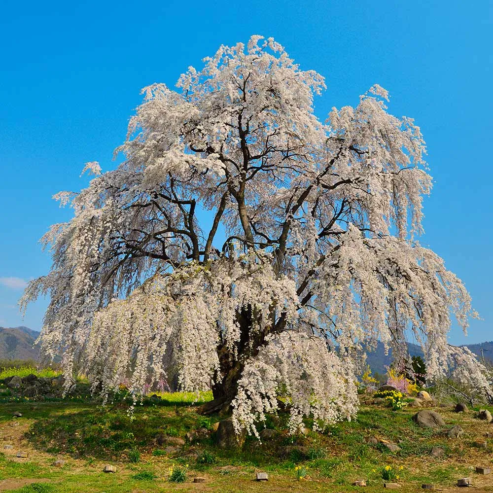 Weeping Yoshino Cherry Tree (Prunus x yedoensis 'Pendula')