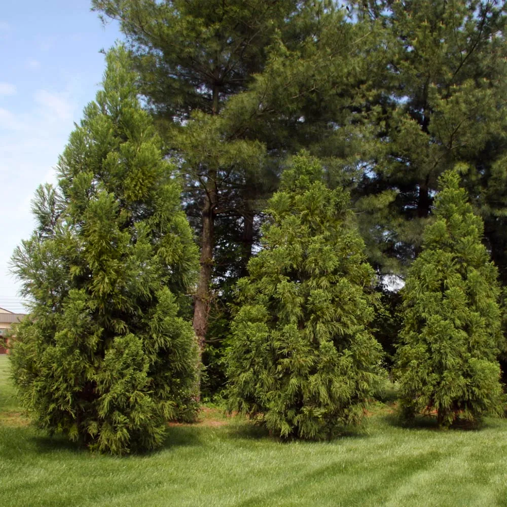Yoshino Japanese Cedar Tree (Cryptomeria japonica) 2