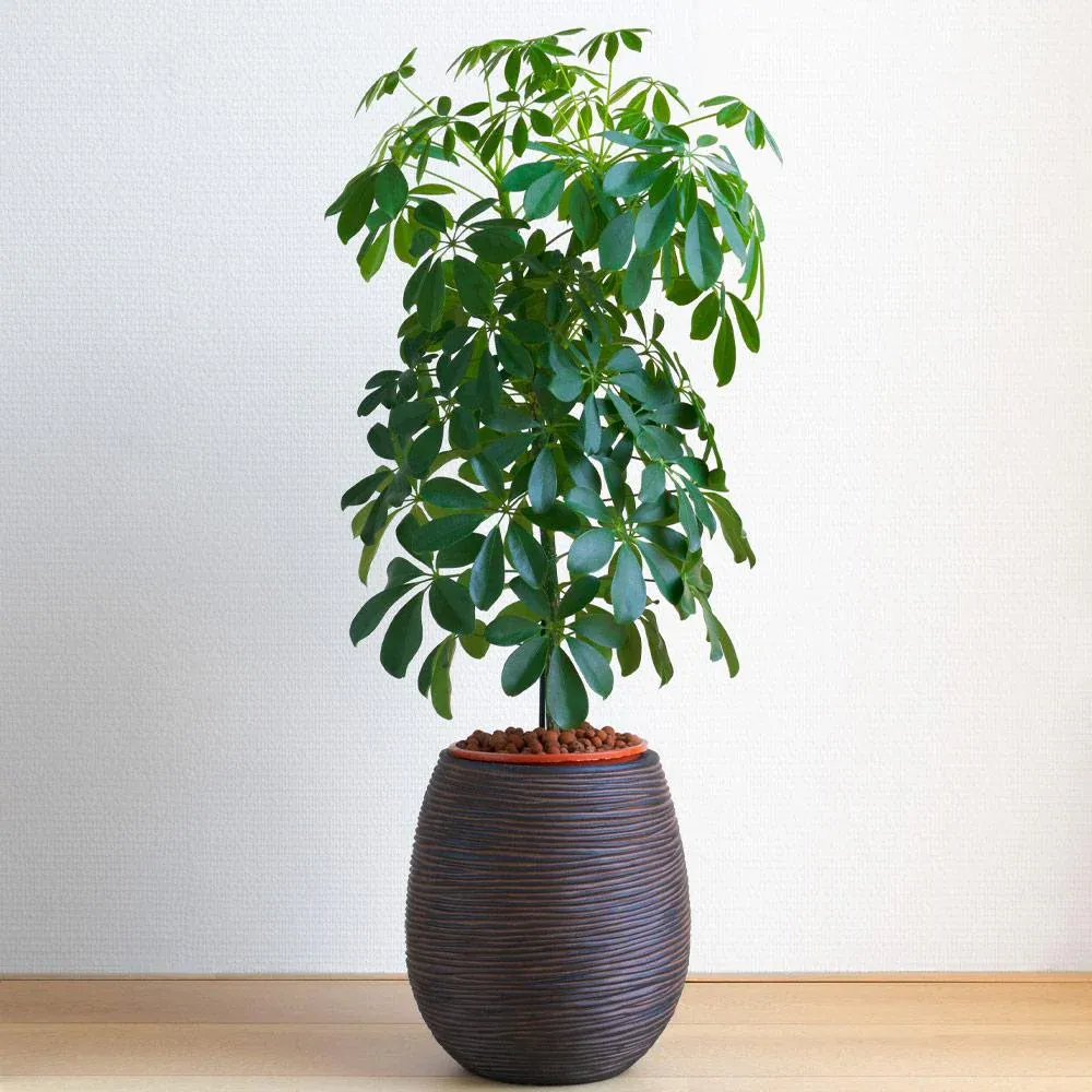 Dwarf Umbrella Tree (Schefflera Arboricola) Indoor Potted Houseplant