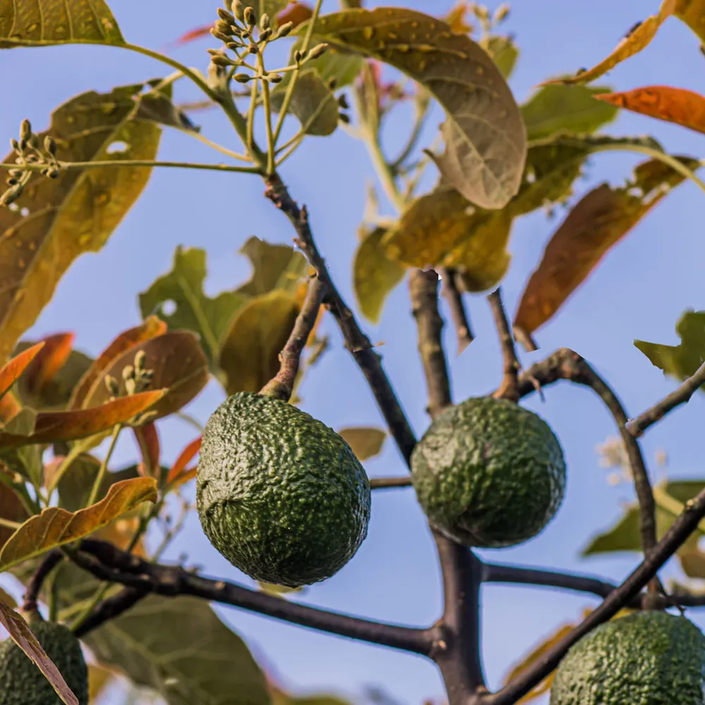 Gem Avocado Tree Live Fruit-Bearing Plant
