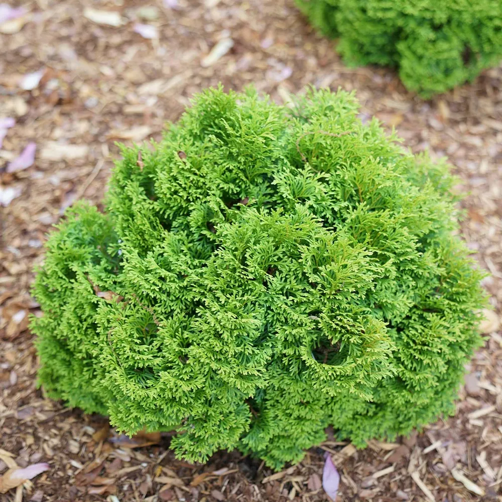 Proven Winners® Tater Tot® Arborvitae - Compact Globe Evergreen Shrub 1