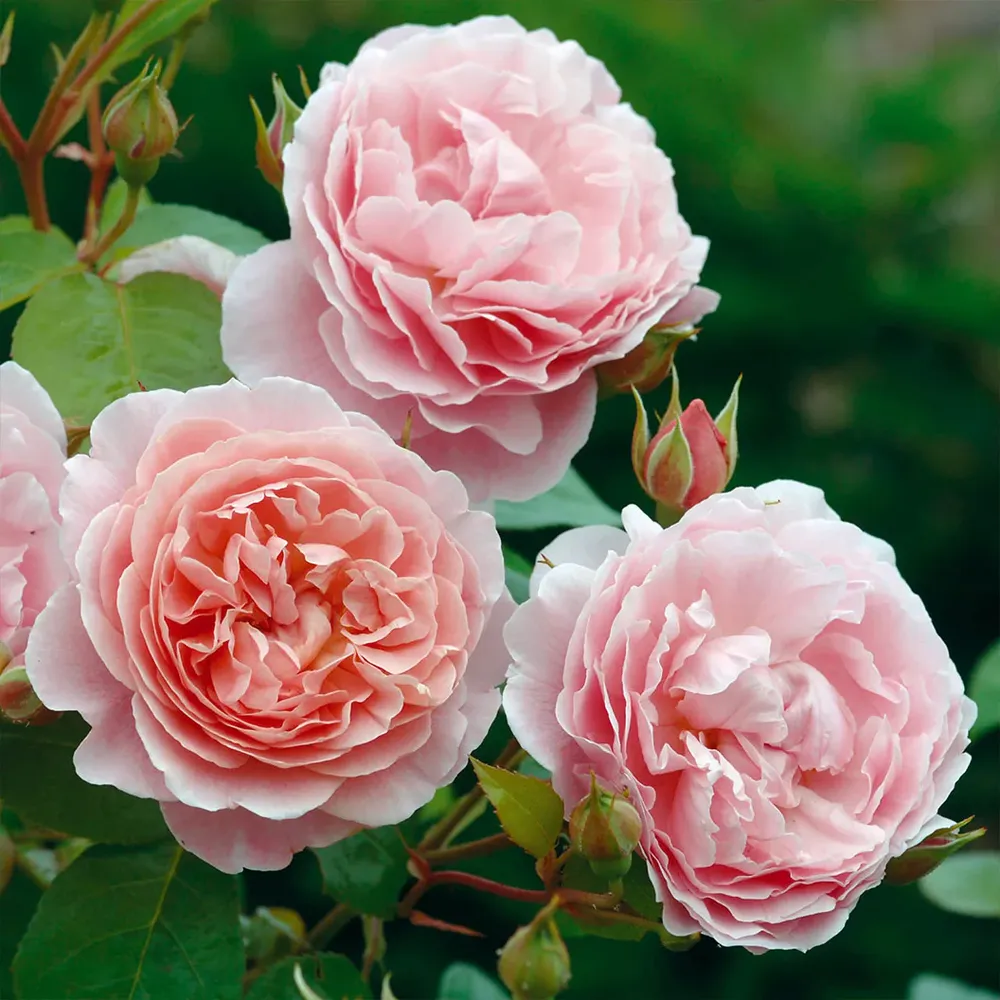 David Austin® Strawberry Hill® Climbing Rose Shrub 1