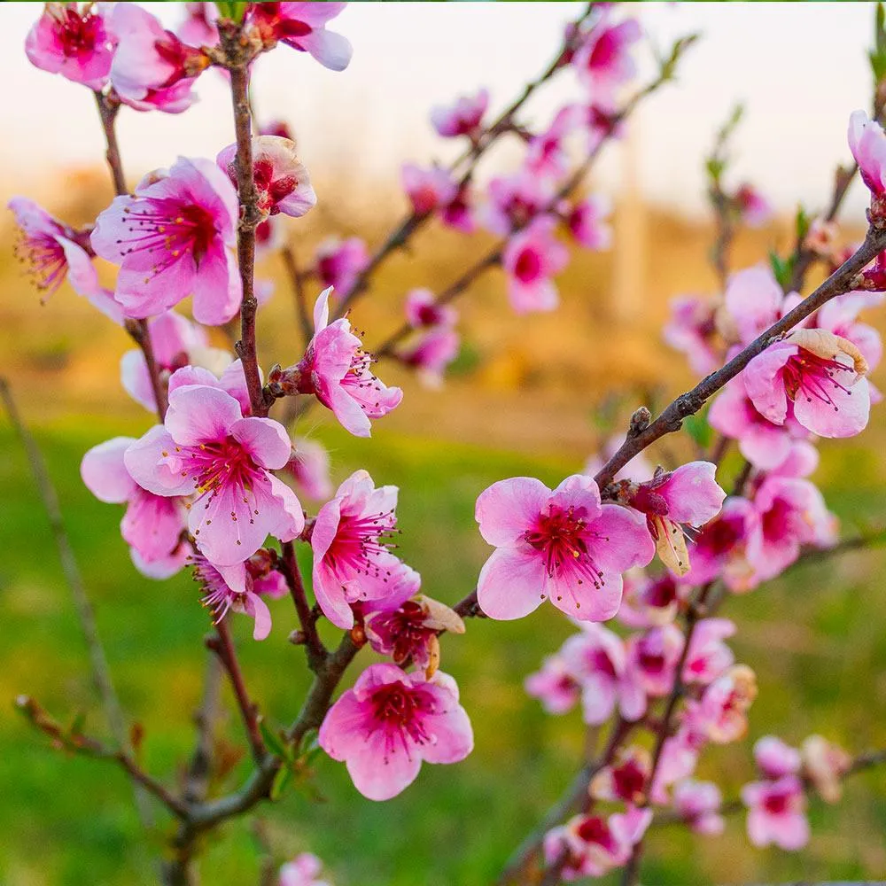 Redskin Peach Tree - Hardy Deciduous Fruit Tree for Home Gardens 1