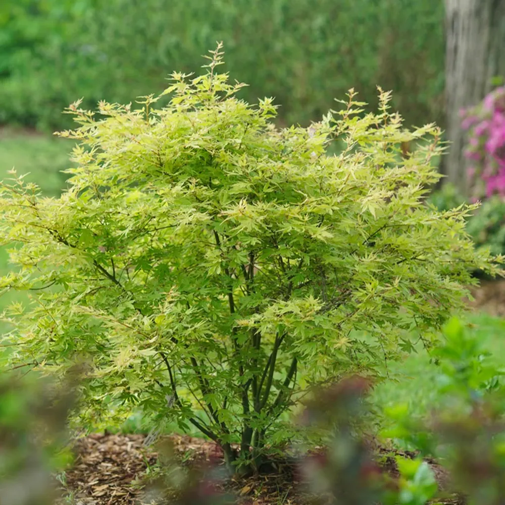 Proven Winners® Metamorphosa® Japanese Maple Tree 3