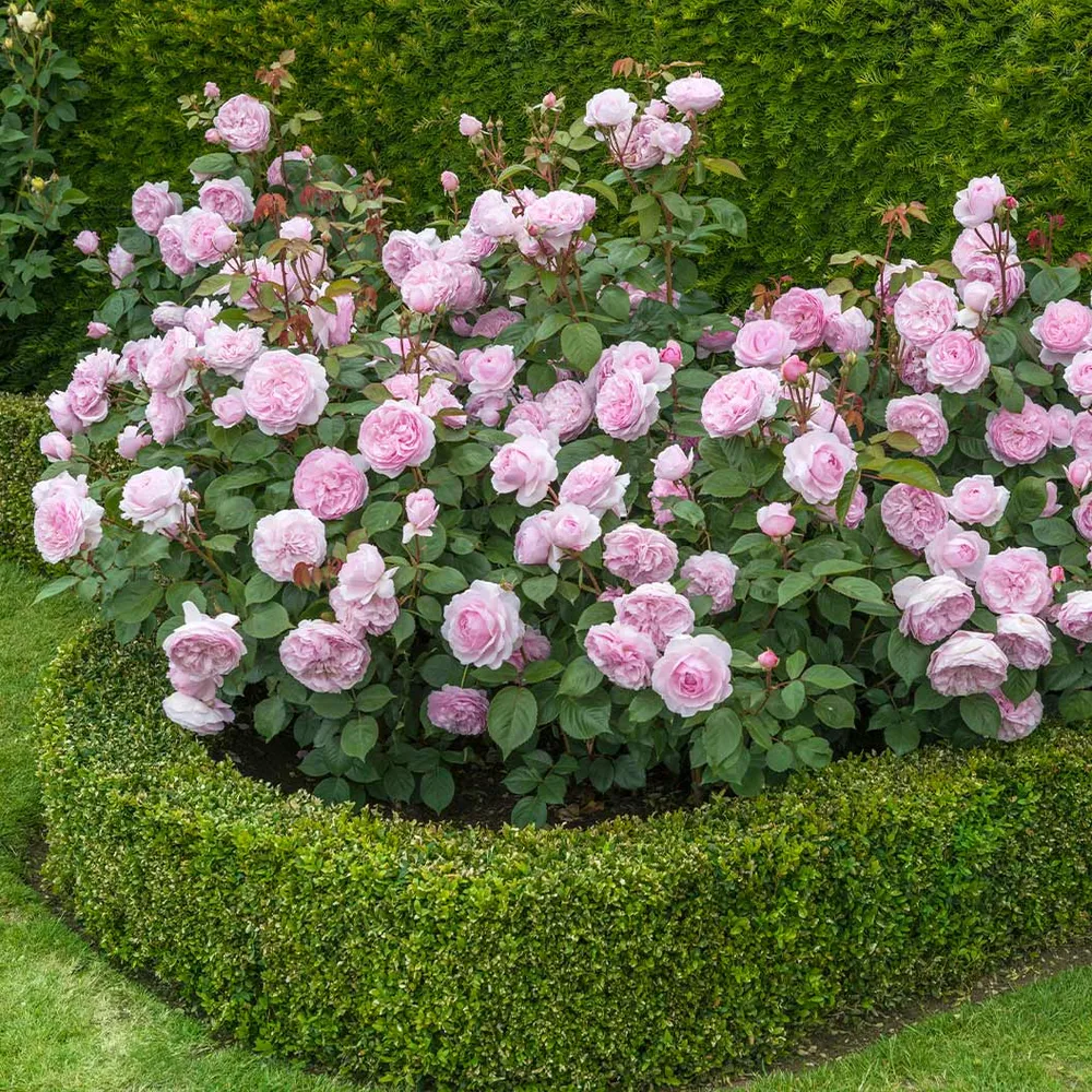 David Austin® Olivia Rose Austin® Rose Bush - Repeat-Flowering English Shrub Rose 1
