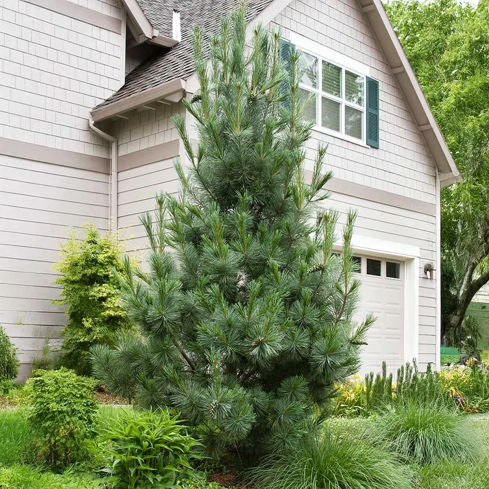 Vanderwolf's Pyramid Limber Pine - Pinus flexilis Ornamental Evergreen