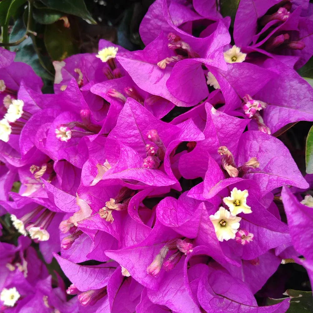 Alexandra Bougainvillea Flowering Vine for Garden Landscapes 1