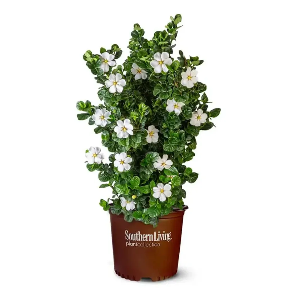 Diamond Spire® Gardenia Upright Evergreen Flowering Shrub 1