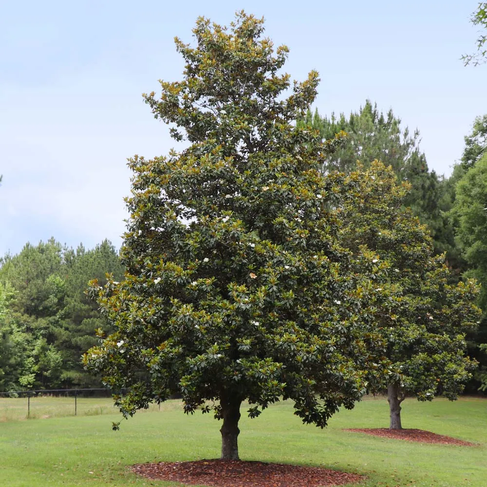 Edith Bogue Magnolia Grandiflora Evergreen Flowering Tree 1