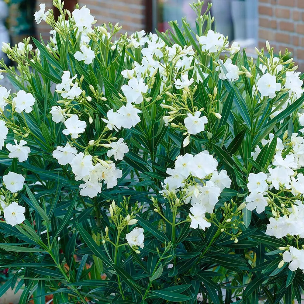 White Nerium Oleander Tree - Realistic Artificial Flowering Plant for Home Decor 2