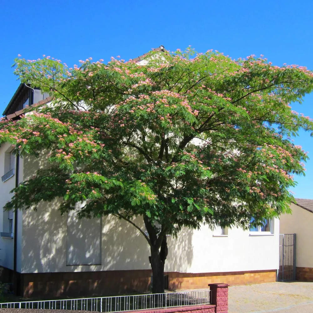 Artificial Mimosa Tree for Indoor Home and Office Decoration 1