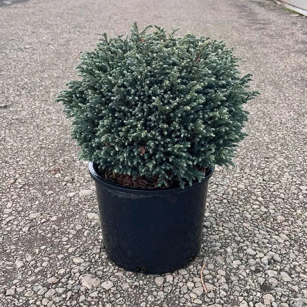 Blue Moon Sawara Cypress Shrub - Compact Ornamental Evergreen 2